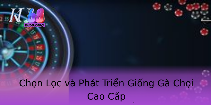 Chọn Lọc và Phát Triển Giống Gà Chọi Cao Cấp